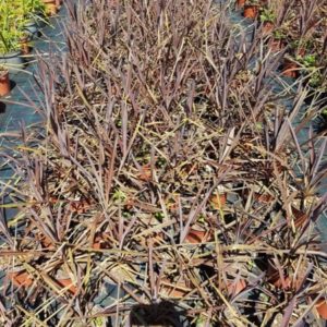 CORDYLINE AUSTRALIS RED 2 L