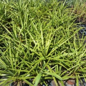 CORDYLINE AUSTRALIS GREEN 2 L