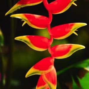 HELICONIA ROSTRATA 5 L