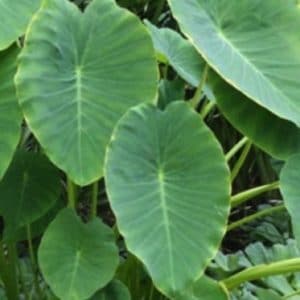 COLOCASIA ESCULENTA 4,5L