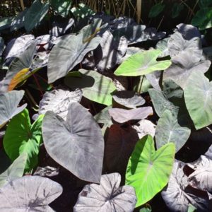 COLOCASIA BLACK MAGIC 3 L