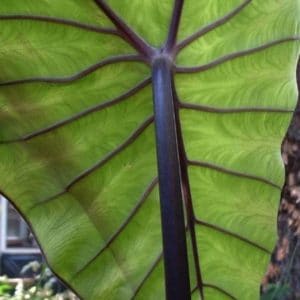 COLOCASIA BLACK STEM