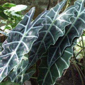 ALOCASIA NOIR 4 L