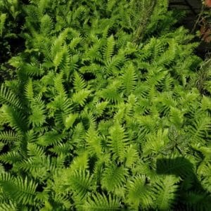 BLECHNUM GIBBUM 3 L