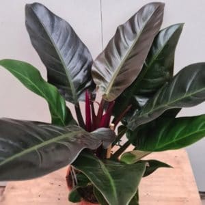 PHILODENDRON IMPERIAL 2 L