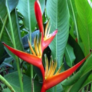 HELICONIA BISERRATA D 8