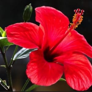 HIBISCUS ROSE DE CHINE 2 L