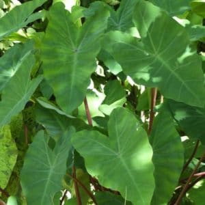 COLOCASIA ESCULENTA 2 L