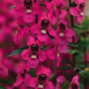 ANGELONIA ROSE D12