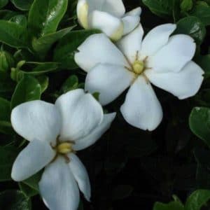 GARDENIA JASMIN DU CAP 3 L