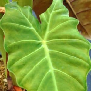 ALOCASIA OREILLE D’ELEPHANT D14