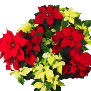 POINSETIA BICOLOR D 8