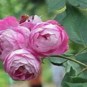 ROSIERS BOURBONS ROSA BORBONIANA 3 L