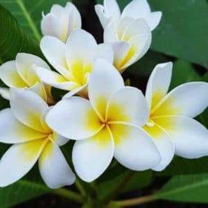 FRANGIPANIER PLUMERIA