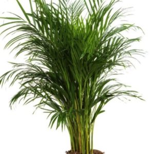 ARECA PALMIER A BETEL 7,5 L