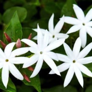 JASMIN ETOILE 3 L