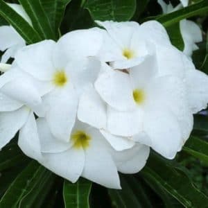 PLUMERIA PUDICA