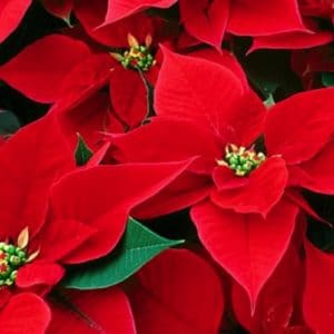 POINSETIA EUPHORBIA D12