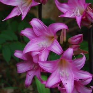 AMARYLLIS BELLADONE 3 L