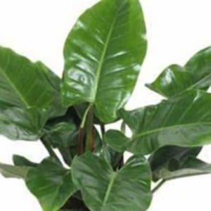 PHILODENDRON GREEN 4,5L