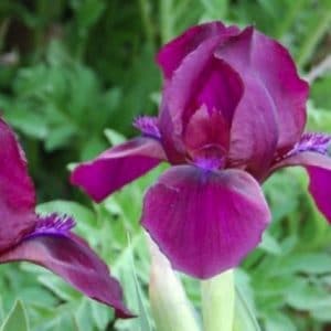 IRIS NAIN D12