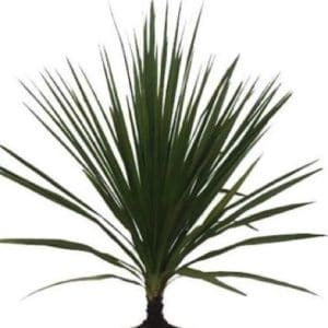 CORDYLINE VERTE 4.5L