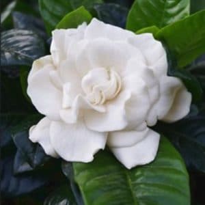 GARDENIA JASMINOIDES 4.5L