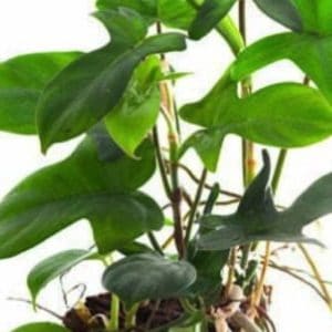 PHILODENDRON LIANE 4.5L