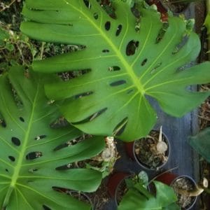 MONSTERA DELICOSIA 5 L