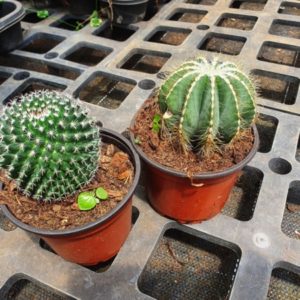 CACTUS GYMNOCALYCIUM D10