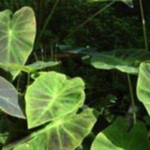 COLOCASIA ESCULENTA CHOCO 3 L