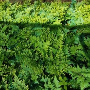 SELAGINELLA WILLDENOWII 3 L