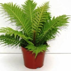 BLECHNUM SPICANT 3 L