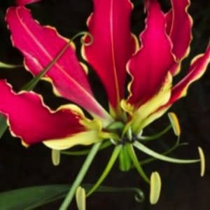 GLORIOSA ROTHSCHILDIANA 5 L