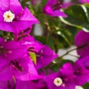 BOUGAINVILLIER SPECTABILIS 2 L