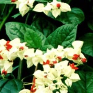 CLERODENDRON BLANC THOMSONIAE 3 L