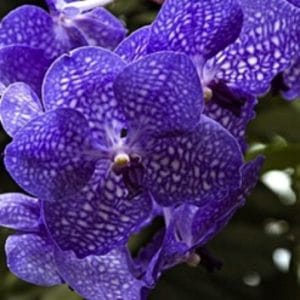 VANDA BENSONII