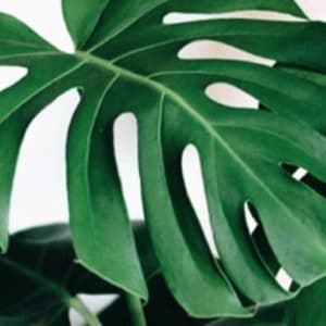 MONSTERA DELICOSIA 4.5L