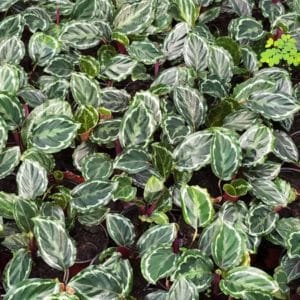 CALATHEA MEDAILLON D12