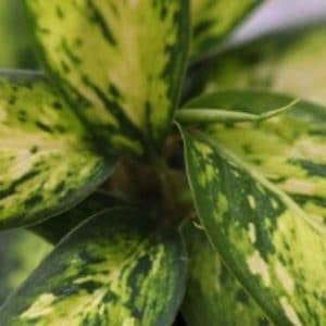 DIEFFENBACHIA STAR BRIGHT D12