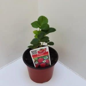 FRAGARIA FRAGARIA VESCA D12