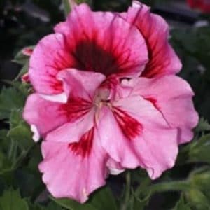 PELARGONIUM CAPITATUM D12