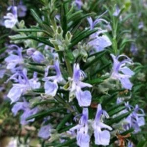 ROMARIN SALVIA ROSMARINUS D12