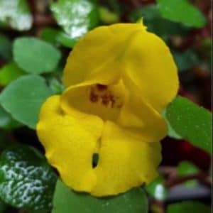 IMPATIENS REPENS D12