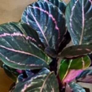 CALATHEA ROSEOPICTA ROSE D12