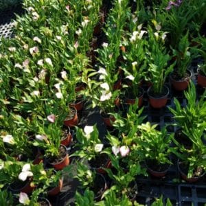 ZANTEDESCHIA AETHIOPICA 2 L