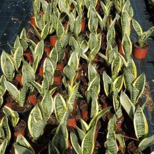 SANSEVERIA TRIFASCIATA LAURENTII D14