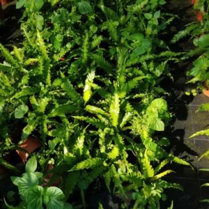 ASPLENIUM NIDUS 2 L