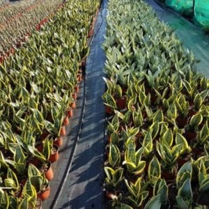 SANSEVERIA TRIFASCIATA 2 COLOURS D14