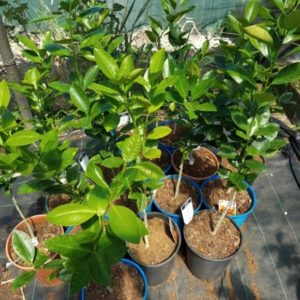 CALAMONDIN CITRUS MICROCARPA 5 L